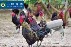 盐山枣林养“跑步鸡”：贫困户手机追踪散养过程，科技助力脱贫攻坚
